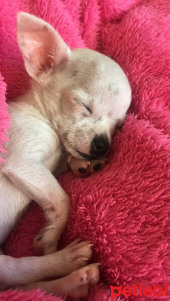 Chihuahua, Köpek  Carlos fotoğrafı