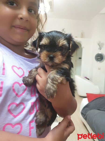 Yorkshire Terrier, Köpek  Gipsy fotoğrafı