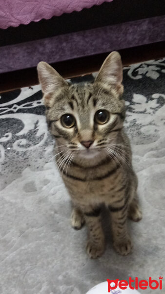 Tekir Kedi, Kedi  Mia fotoğrafı