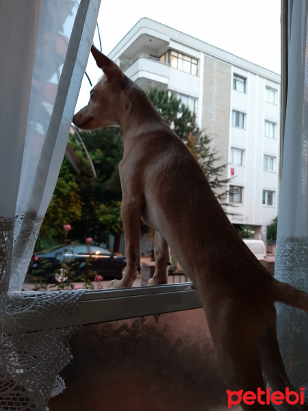 Minyatür Pinscher, Köpek  Zeus fotoğrafı