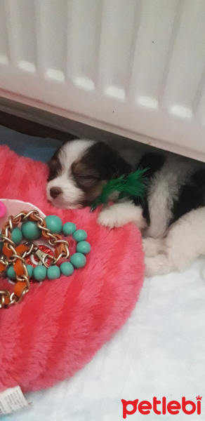 Maltese, Köpek  Tina fotoğrafı