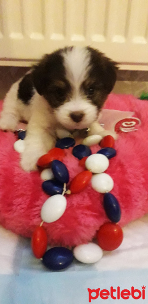 Maltese, Köpek  Tina fotoğrafı