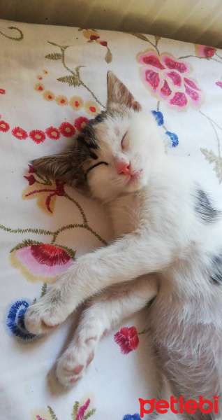 Tekir Kedi, Kedi  Taytıs fotoğrafı