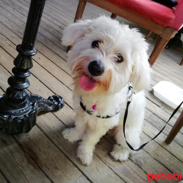 Maltese, Köpek  Kuzu Minky fotoğrafı