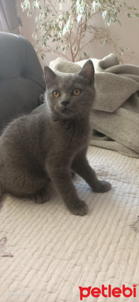 British Shorthair, Kedi  Prenses fotoğrafı