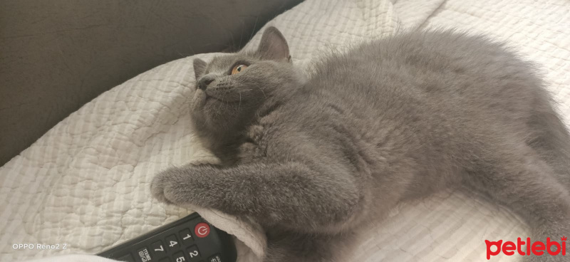 British Shorthair, Kedi  Prenses fotoğrafı