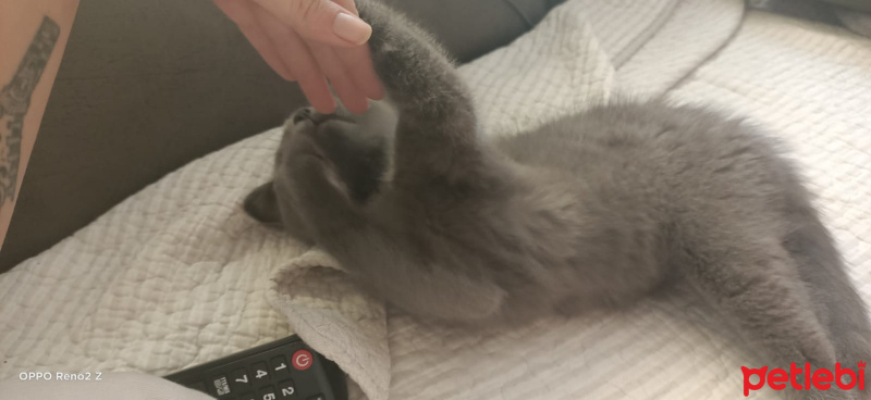 British Shorthair, Kedi  Prenses fotoğrafı