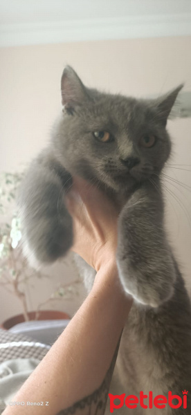 British Shorthair, Kedi  Prenses fotoğrafı