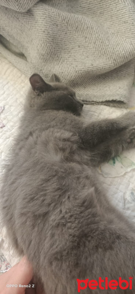 British Shorthair, Kedi  Prenses fotoğrafı