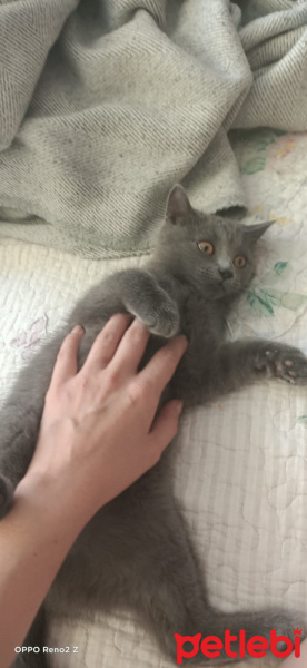 British Shorthair, Kedi  Prenses fotoğrafı