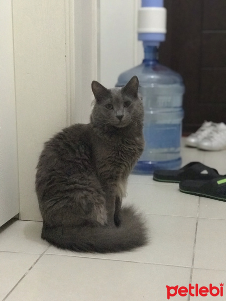 Nebelung, Kedi  Darwin fotoğrafı