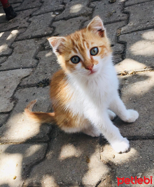 Tekir Kedi, Kedi  Dalin fotoğrafı