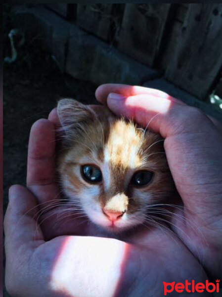 Tekir Kedi, Kedi  Dalin fotoğrafı