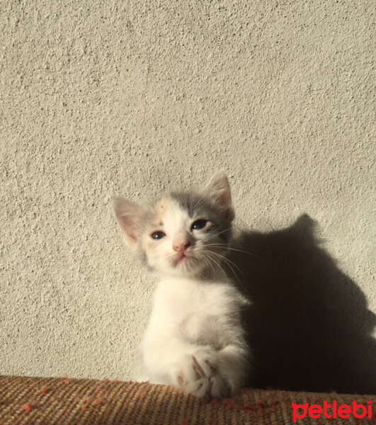 Tekir Kedi, Kedi  Dalin fotoğrafı