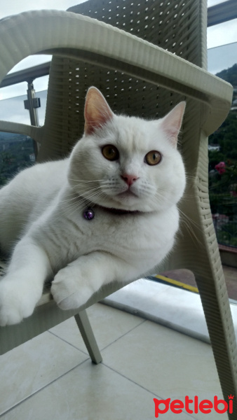 British Shorthair, Kedi  Pamuk fotoğrafı