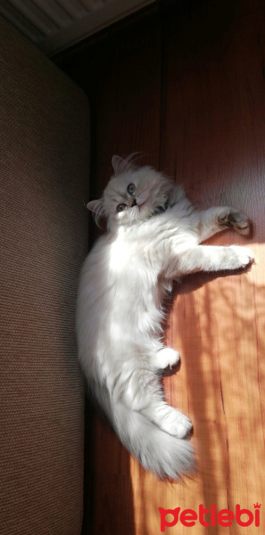 Chinchilla, Kedi  şeker fotoğrafı