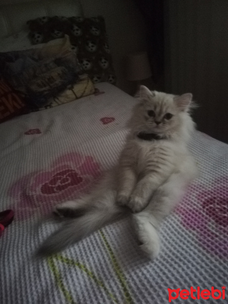 Chinchilla, Kedi  şeker fotoğrafı