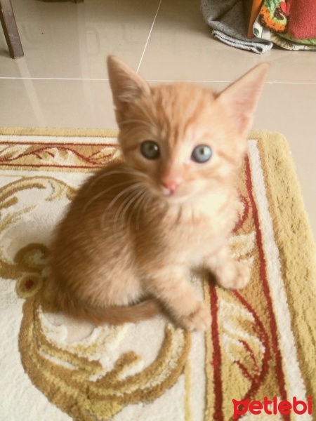 Scottish Fold, Kedi  Ranger  fotoğrafı
