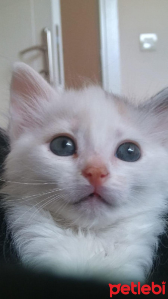 Tekir Kedi, Kedi  Prenses fotoğrafı