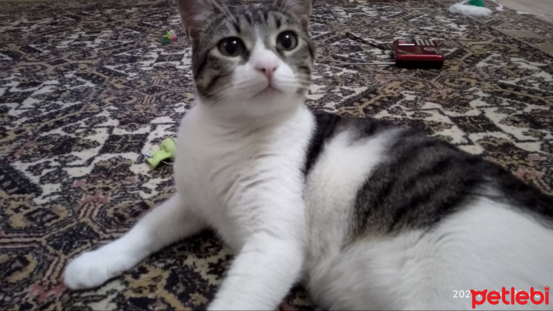 Tekir Kedi, Kedi  Can fotoğrafı