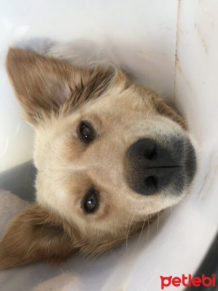 Golden Retriever, Köpek  Pamuk fotoğrafı