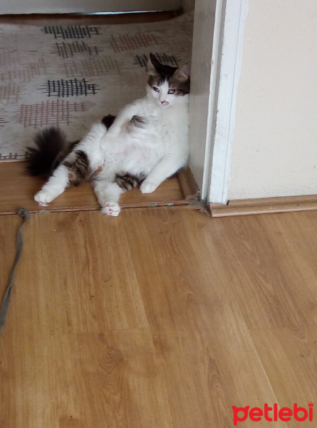 Norwegian Forest, Kedi  Hero fotoğrafı