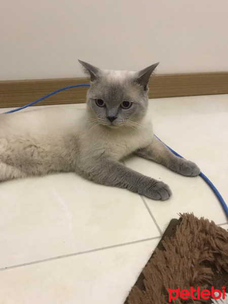 Scottish Fold, Kedi  Ares fotoğrafı