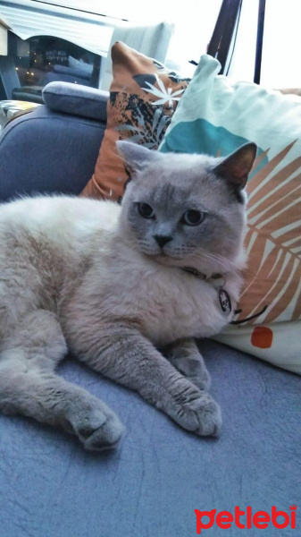 Scottish Fold, Kedi  Ares fotoğrafı