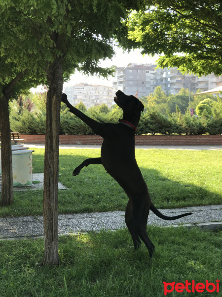 Great Dane (Danua), Köpek  Nyx fotoğrafı