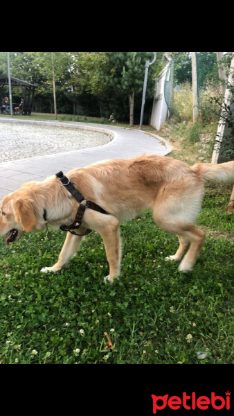 Golden Retriever, Köpek  Emma fotoğrafı