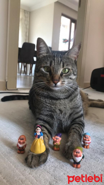 Tekir Kedi, Kedi  Mila fotoğrafı