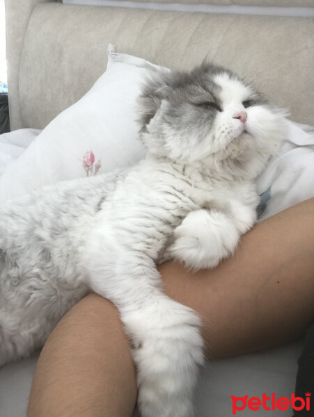 Scottish Fold, Kedi  Pati fotoğrafı