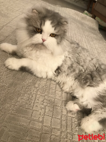 Scottish Fold, Kedi  Pati fotoğrafı