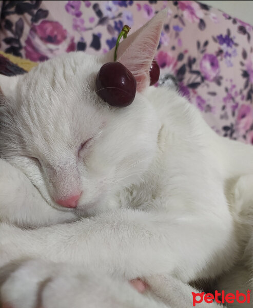 Van Kedisi, Kedi  Haylaz fotoğrafı