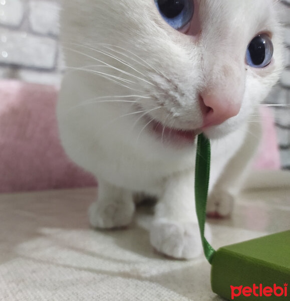 Van Kedisi, Kedi  Haylaz fotoğrafı