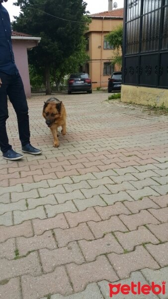 Alman Çoban Köpeği, Köpek  Liza fotoğrafı