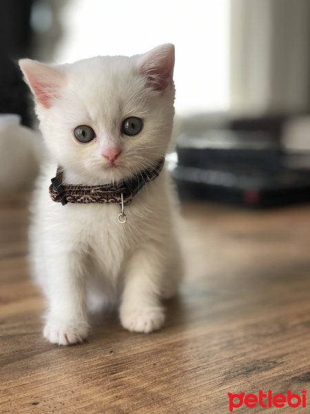 British Shorthair, Kedi  adı yok fotoğrafı