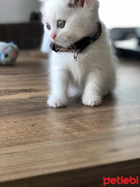 British Shorthair, Kedi  adı yok fotoğrafı