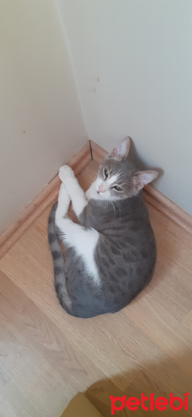 Tekir Kedi, Kedi  Kül fotoğrafı