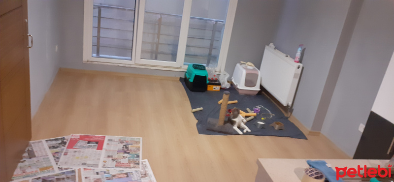 Tekir Kedi, Kedi  Kül fotoğrafı