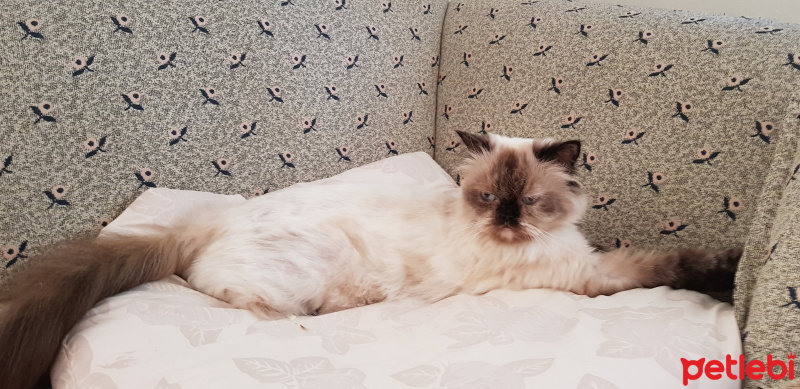 İran Kedisi (Persian), Kedi  Mia fotoğrafı
