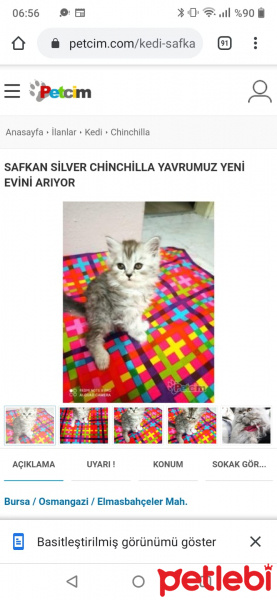 Chinchilla, Kedi  Lokum fotoğrafı