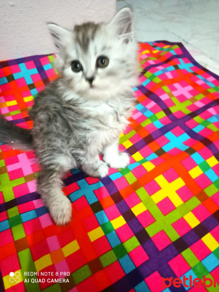 Chinchilla, Kedi  Lokum fotoğrafı