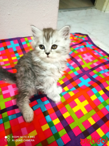 Chinchilla, Kedi  Lokum fotoğrafı