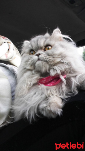 Chinchilla, Kedi  Lokum fotoğrafı