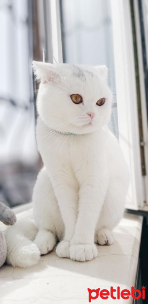 Scottish Fold, Kedi  Misha fotoğrafı