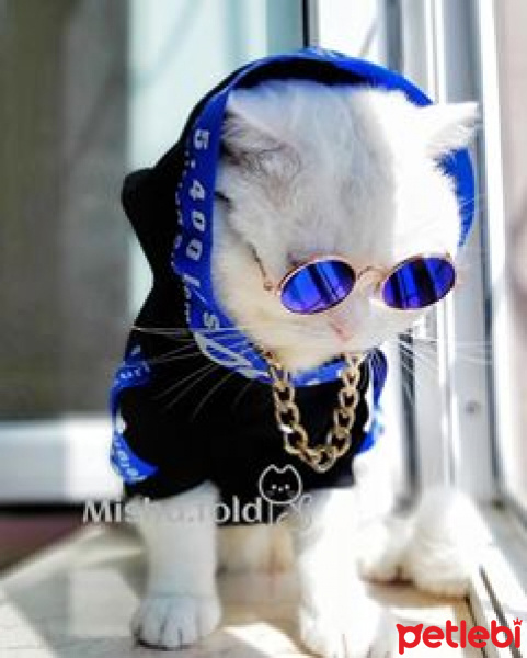 Scottish Fold, Kedi  Misha fotoğrafı