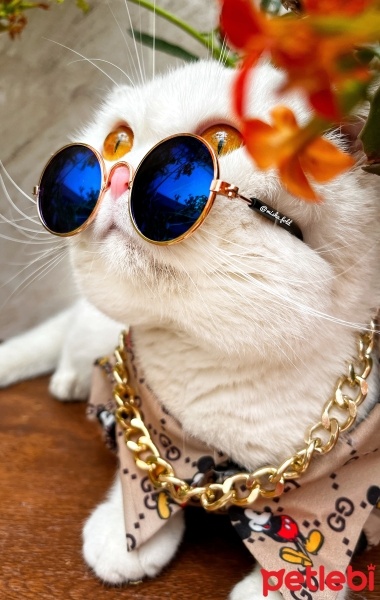 Scottish Fold, Kedi  Misha fotoğrafı