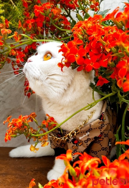 Scottish Fold, Kedi  Misha fotoğrafı