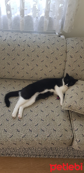 Tuxedo (Smokin) Kedi, Kedi  Smoki fotoğrafı